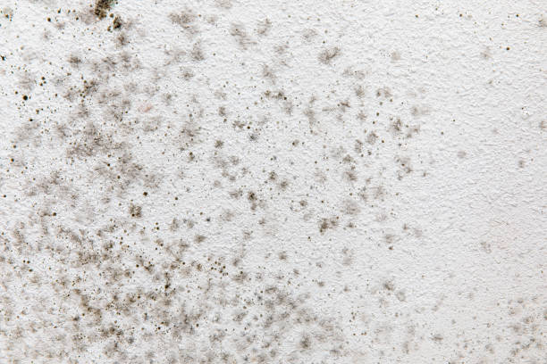 Biohazard Mold Removal in Fairmont, NC