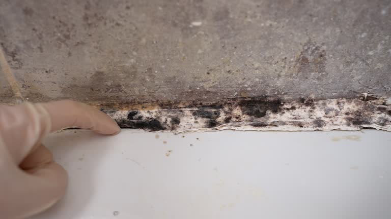 Fairmont, NC Mold Removal Company